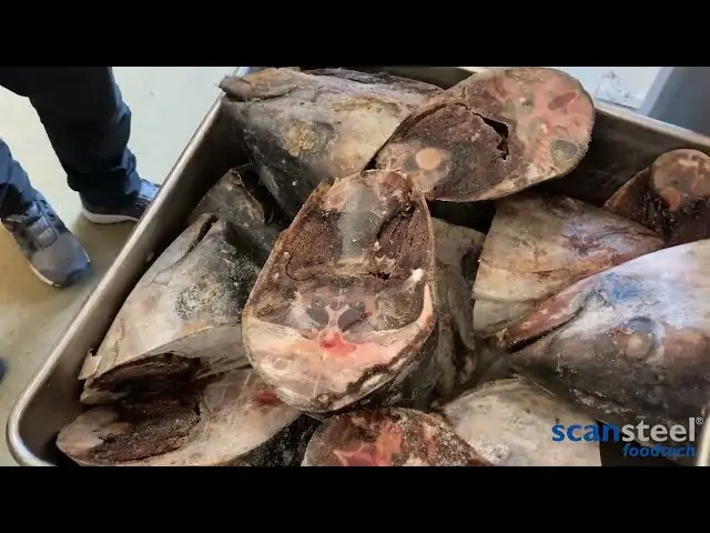 Video prueba con cabezas de atún congelado en picadora MG 300 SCANSTEEL FOODTECH